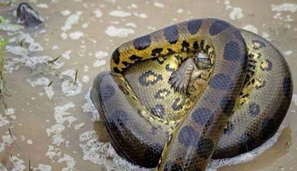 Foto - Hayvanlar dünyasından vahşi görüntüler!