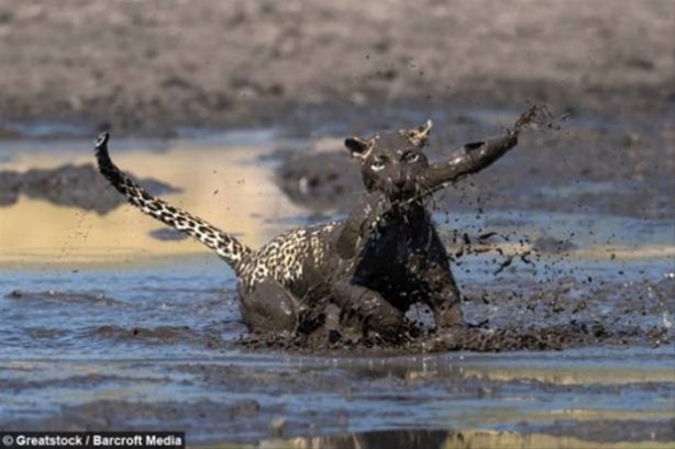 Foto - Hayvanlar dünyasından vahşi görüntüler!