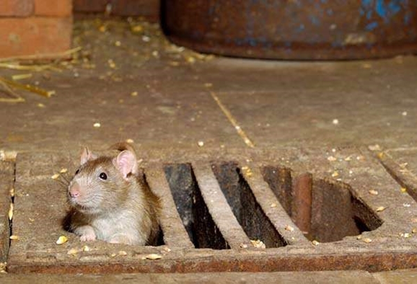 Foto - Hayvanlar hakkında duyduklarınıza inanamayacaksınız!