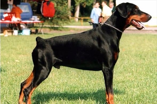 Foto - Hayvanlar hakkında duyduklarınıza inanamayacaksınız!