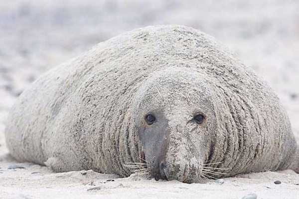 Foto - Hayvanlar hakkında duyduklarınıza inanamayacaksınız!