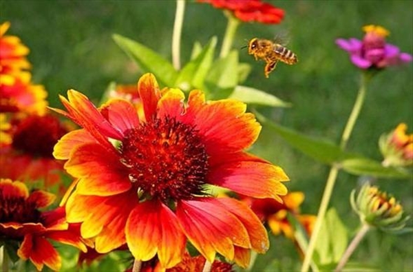 Foto - Hayvanlar hakkında duyduklarınıza inanamayacaksınız!