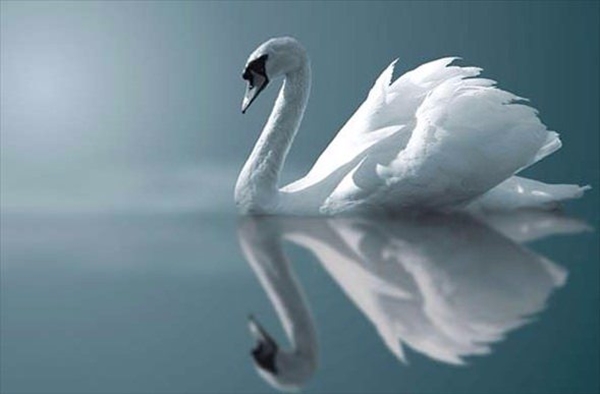 Foto - Hayvanlar hakkında duyduklarınıza inanamayacaksınız!