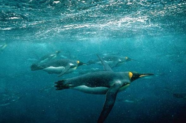 Foto - Hayvanlar hakkında duyduklarınıza inanamayacaksınız!