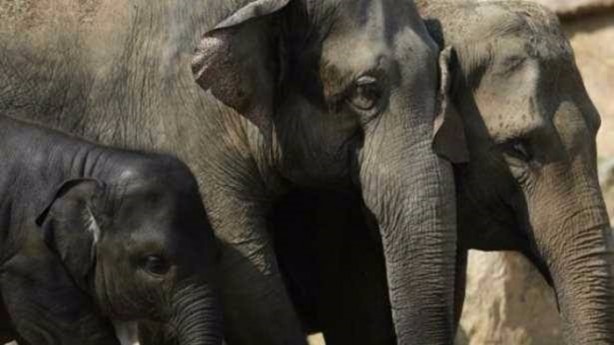 Hayvanlar hakkında hiç duymadığınız bilgiler