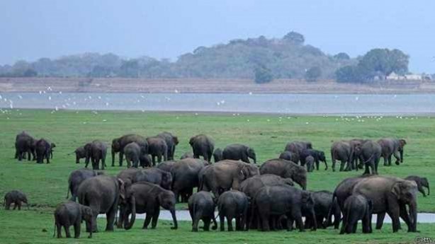 Foto - Hayvanlar hakkında hiç duymadığınız bilgiler