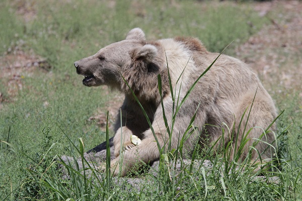 Foto - Hayvanlar sıcaklara bakın böyle dayanıyor! 