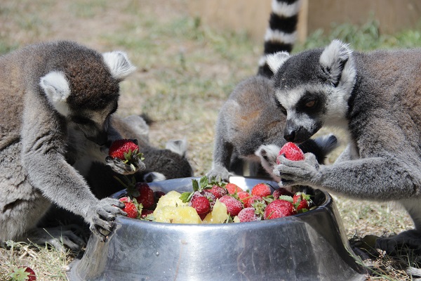 Foto - Hayvanlar sıcaklara bakın böyle dayanıyor! 