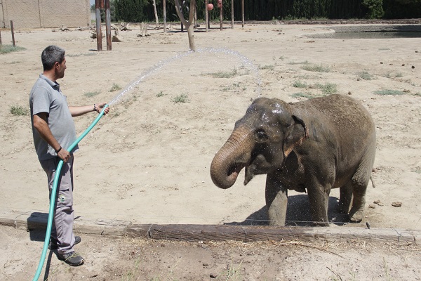 Foto - Hayvanlar sıcaklara bakın böyle dayanıyor! 