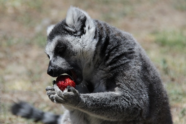 Foto - Hayvanlar sıcaklara bakın böyle dayanıyor! 