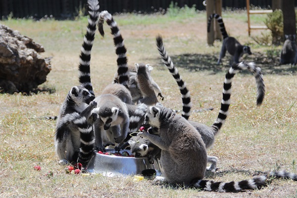 Foto - Hayvanlar sıcaklara bakın böyle dayanıyor! 
