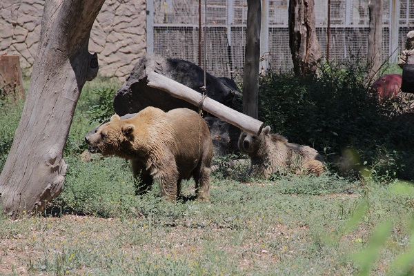 Foto - Hayvanlar sıcaklara bakın böyle dayanıyor! 
