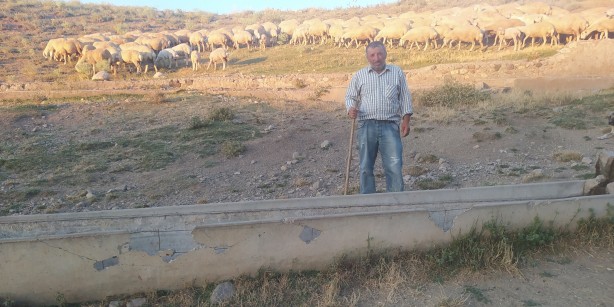 Foto - Hayvanlar suç içmesin diye… Çobanı şaşkına çeviren vicdansızlık