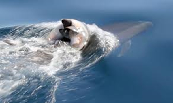 Foto - Hayvanlar yas tutar mı?