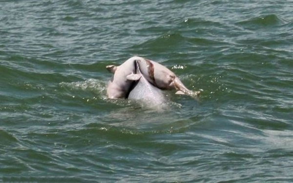 Foto - Hayvanlar yas tutar mı?