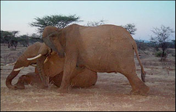 Foto - Hayvanlar yas tutar mı?