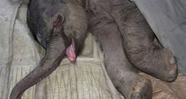 Foto - Hayvanlar yas tutar mı?