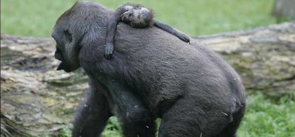 Foto - Hayvanlar yas tutar mı?