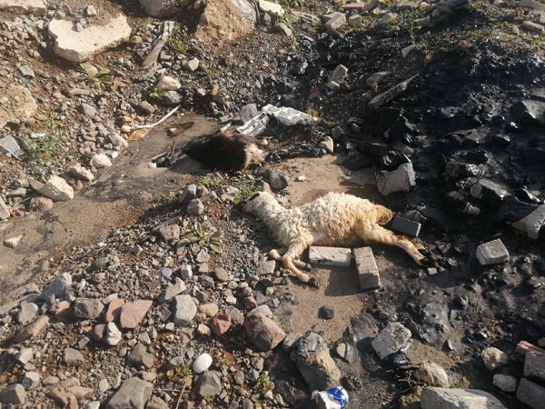 Foto - Hayvanlar zifte telef oldu