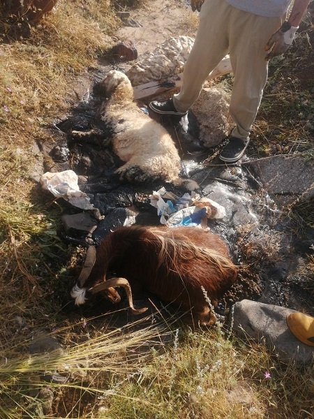 Foto - Hayvanlar zifte telef oldu