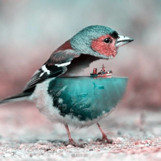 Foto - Hayvanlara photoshop yapan sanatçıdan 25 çalışma