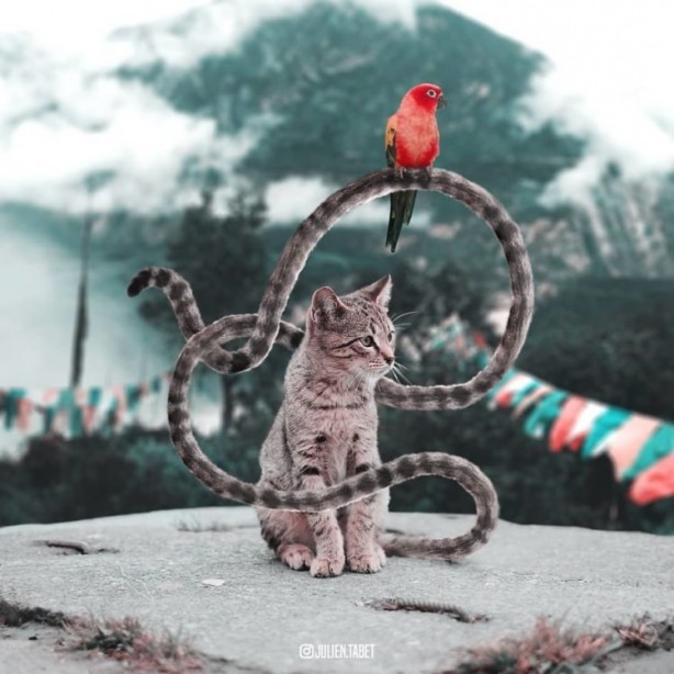 Foto - Hayvanlara photoshop yapan sanatçıdan 25 çalışma