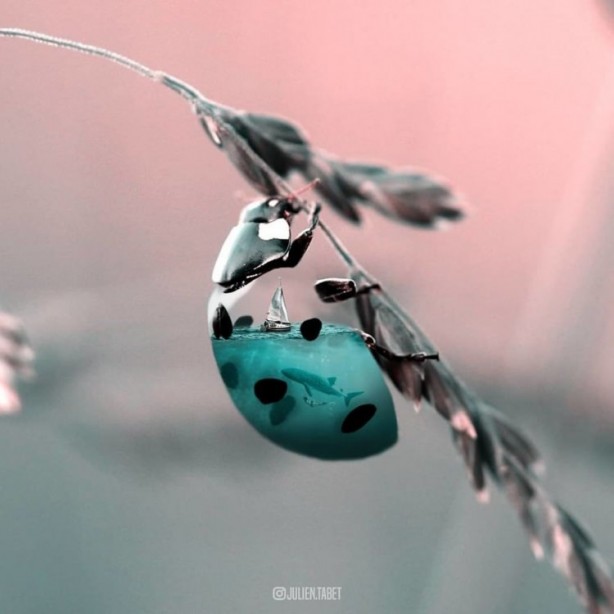 Foto - Hayvanlara photoshop yapan sanatçıdan 25 çalışma