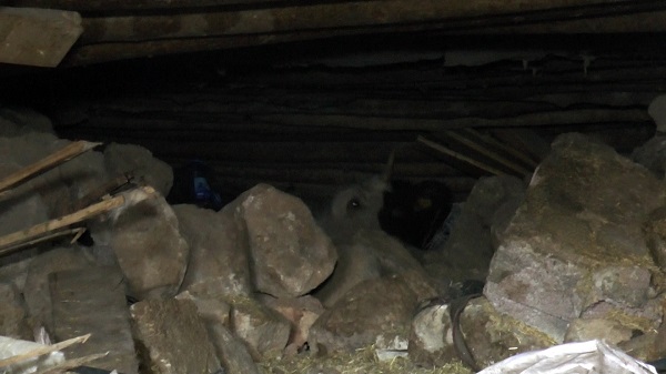 Foto - Hayvanları göçük altında kaldı! Canını hiçe sayıp her gün enkaz altına giriyor