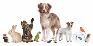 Foto - Hayvanları Koruma Kanunu maddeleri nelerdir?