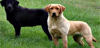 Foto - Hayvanları Koruma Kanunu maddeleri nelerdir?