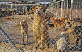 Foto - Hayvanları Koruma Kanunu maddeleri nelerdir?