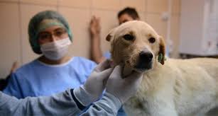 Foto - Hayvanları Koruma Kanunu maddeleri nelerdir?