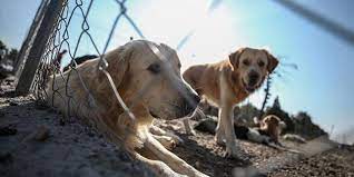 Foto - Hayvanları Koruma Kanunu maddeleri nelerdir?