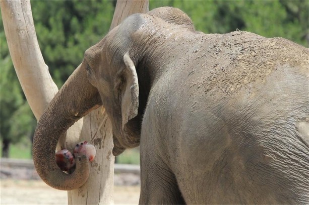 Foto - Hayvanların 44 derecede dondurma keyfi