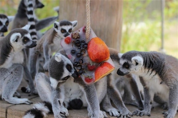 Foto - Hayvanların 44 derecede dondurma keyfi