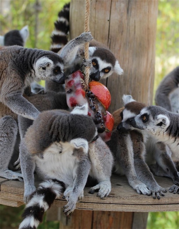 Foto - Hayvanların 44 derecede dondurma keyfi