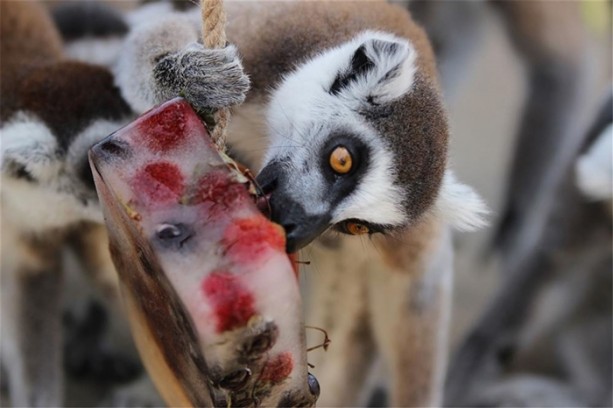 Foto - Hayvanların 44 derecede dondurma keyfi