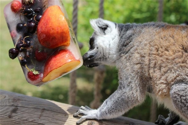 Foto - Hayvanların 44 derecede dondurma keyfi