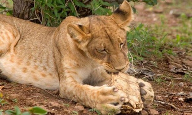 Foto - Aslanın bu haline çok güleceksiniz!