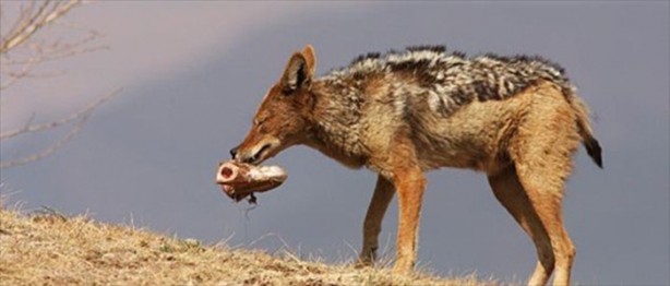 Foto - Aslanın bu haline çok güleceksiniz!