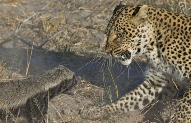 Foto - Aslanın bu haline çok güleceksiniz!