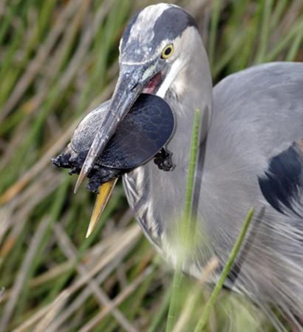 Foto - Aslanın bu haline çok güleceksiniz!