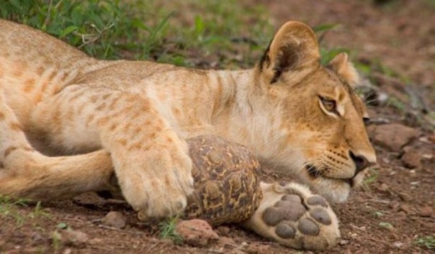 Foto - Aslanın bu haline çok güleceksiniz!