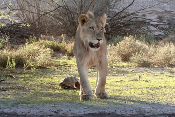 Foto - Aslanın bu haline çok güleceksiniz!