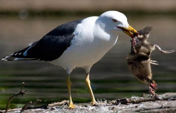 Foto - Aslanın bu haline çok güleceksiniz!