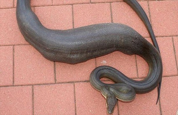 Foto - Aslanın bu haline çok güleceksiniz!