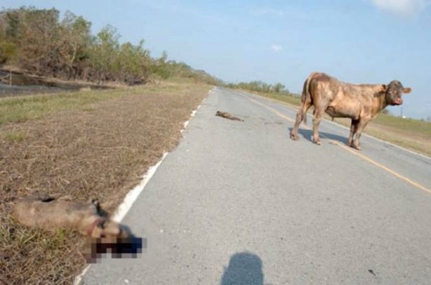 Foto - Aslanın bu haline çok güleceksiniz!