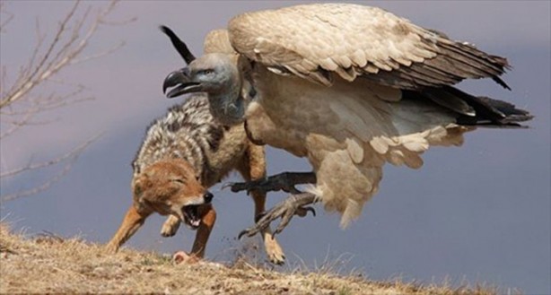 Foto - Aslanın bu haline çok güleceksiniz!