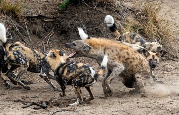 Foto - Aslanın bu haline çok güleceksiniz!