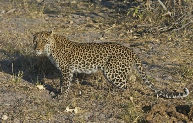 Foto - Aslanın bu haline çok güleceksiniz!